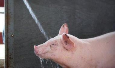夏季高温天气母猪饲喂的十点建议!